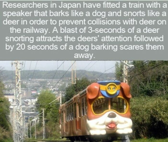 A dog-shaped train designed to scare deer, an interesting fact for your next quiz night.