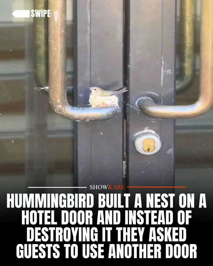 Hummingbird nest built on hotel door handle, illustrating kind wholesome stories.