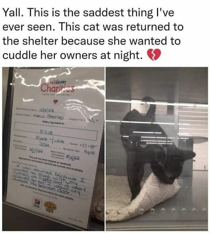 A black cat in a cage next to a document detailing its return to a shelter. Funny cat memes.