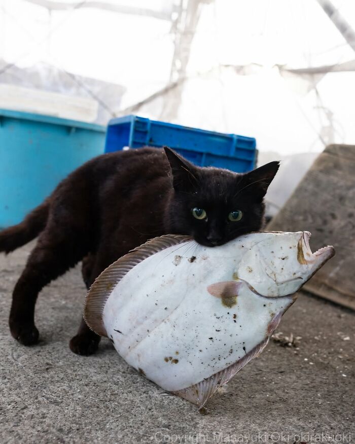 A black cat carries a large flat fish in its mouth, a dynamic street photo by Masayuki Oki.