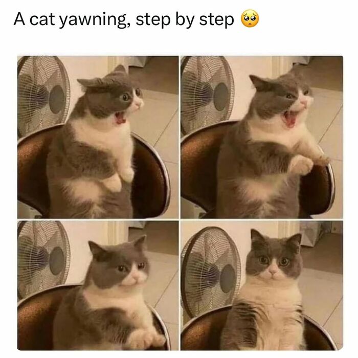Four-panel funny cat memes showing a cat yawning step by step, lifting spirits with its expressions.