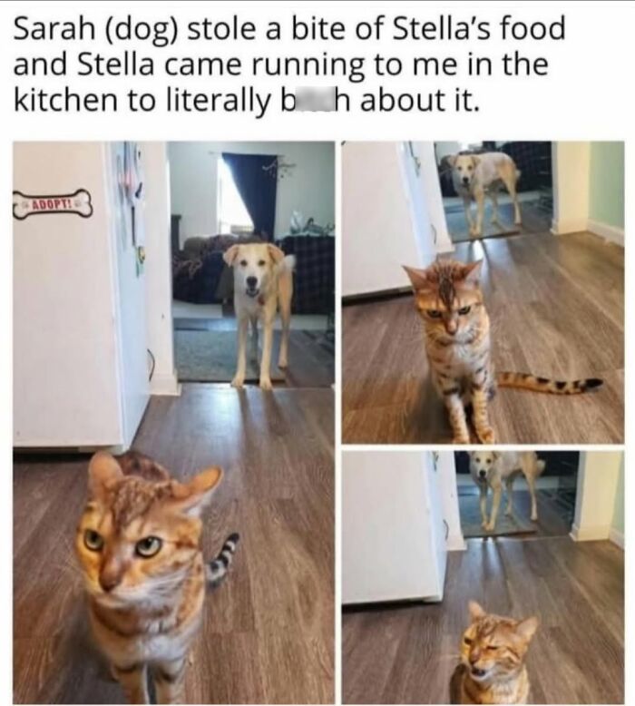 Funny cat memes of a cat looking annoyed at a dog that stole its food, capturing relatable pet moments.