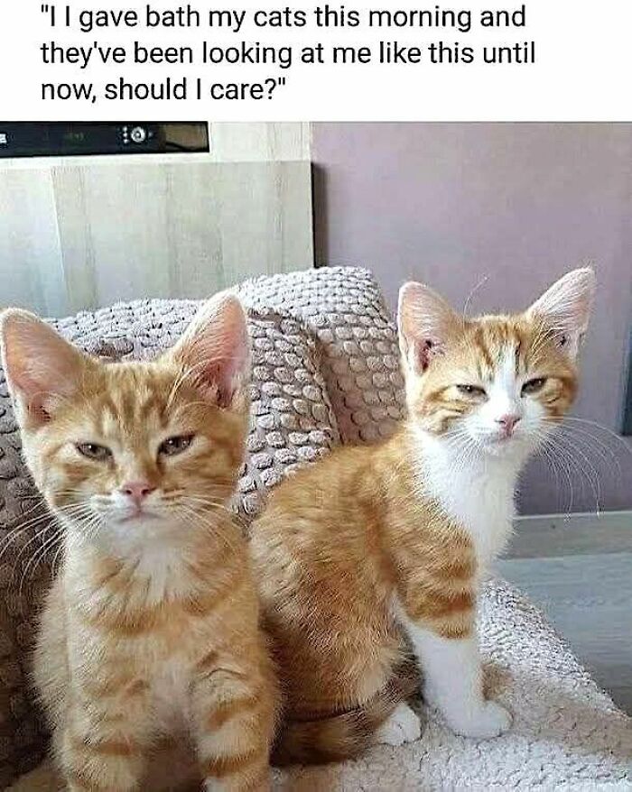 Funny cat meme of two cats looking displeased after a bath, sharing funny cat memes.