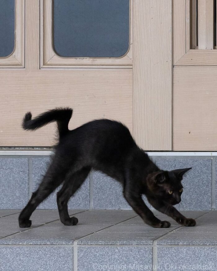 A sleek black cat stretches on a tiled surface in a classic street photo by Masayuki Oki.
