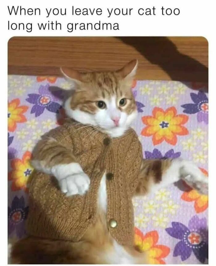 An adorable cat in a tiny sweater, a funny cat meme showing it dressed up by its grandma.