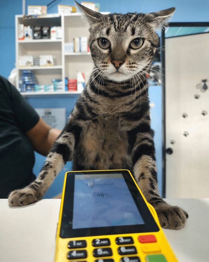 A hilarious tabby cat stands by a credit card machine, taking its career very seriously.
