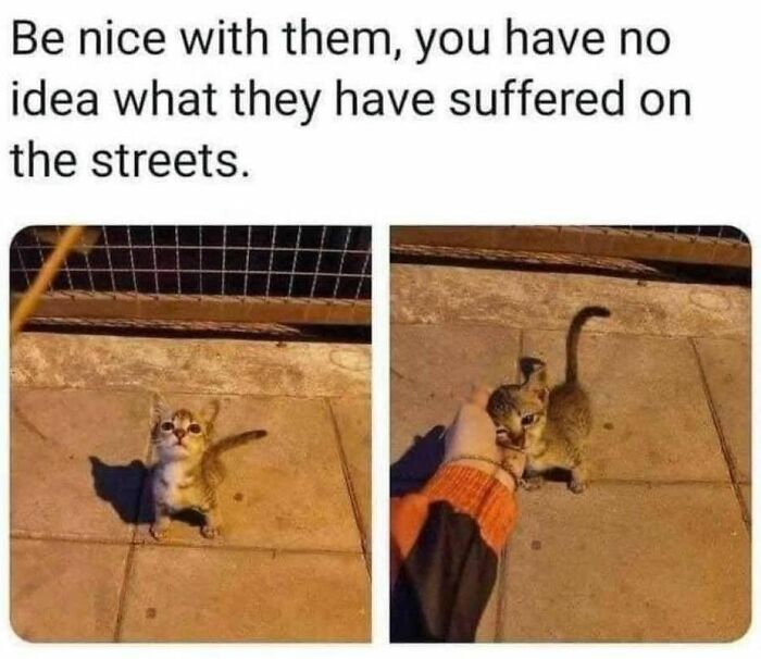 Funny cat meme showing two small cats on a street, emphasizing kindness to furry friends.