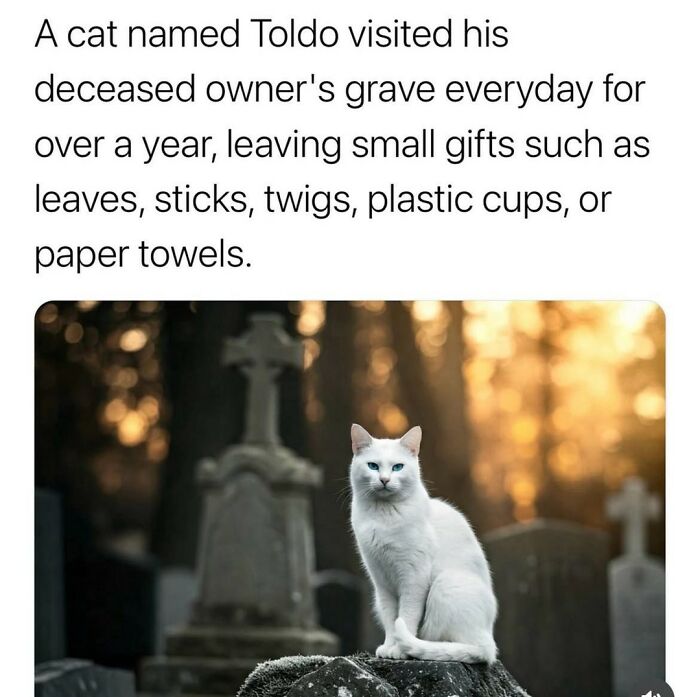 A white cat with blue eyes sitting on a tombstone in a cemetery, a poignant image among cat memes.