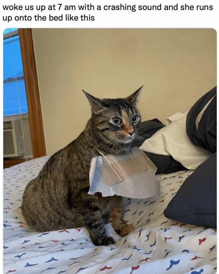 A tabby cat with a piece of paper on its chest, looking guilty on a bed. Funny cat memes for furry friends.
