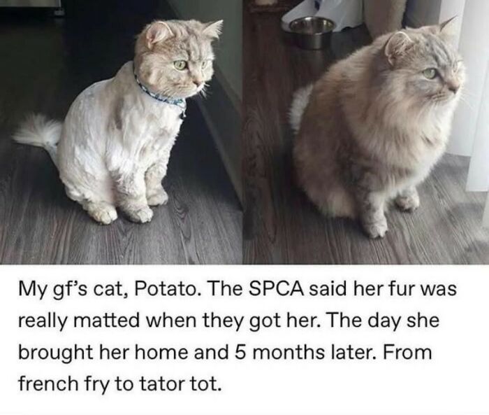 Funny cat memes: Before and after photo of a cat with matted fur and then five months later.