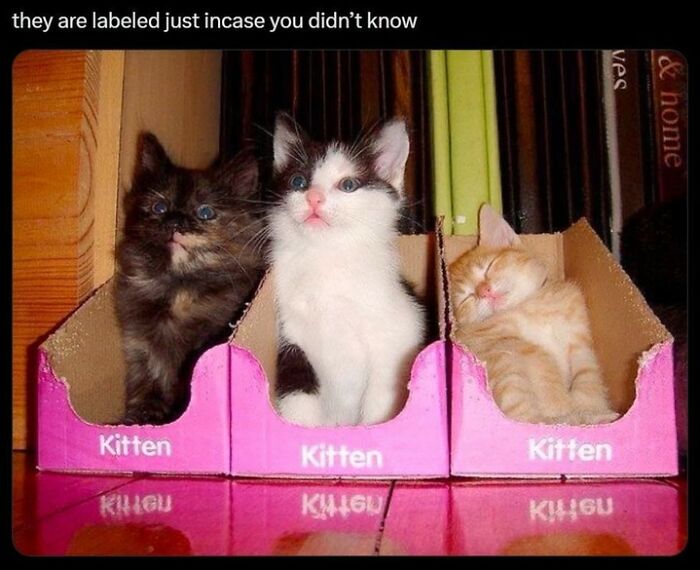 Funny cat memes: Three adorable kittens, one black, one black and white, and one ginger, sitting in pink boxes.