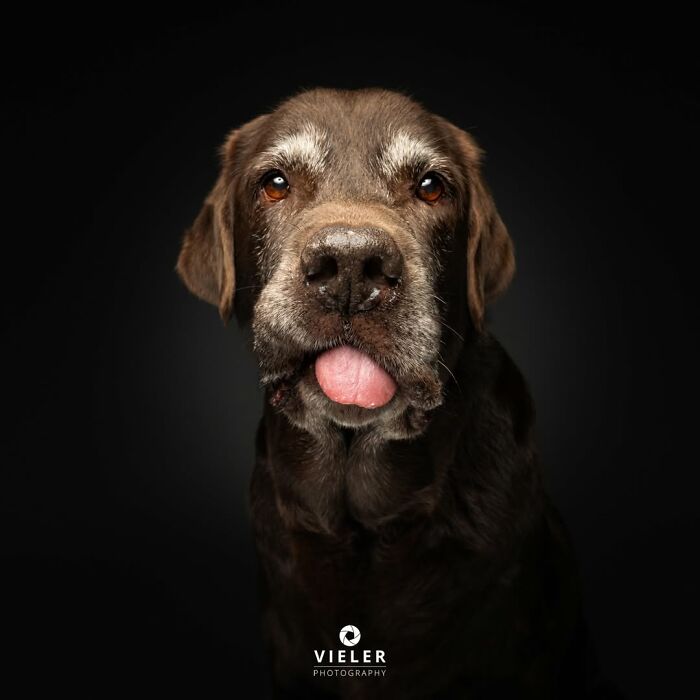 A chocolate brown senior dog with a grey muzzle and tongue sticking out, captured by Christian Vieler, embodying love.