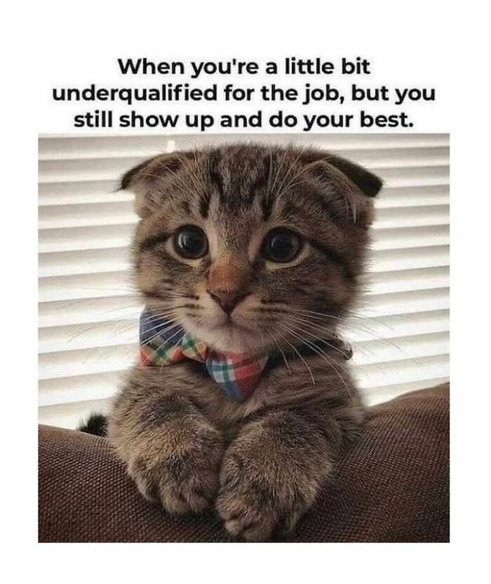Funny cat memes: A cute kitten with big eyes and a bow tie, looking earnest and a little underqualified.