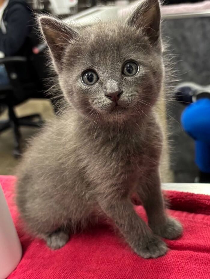 A fluffy grey kitten with wide eyes, sitting on a red towel during a vet clinic appointment.