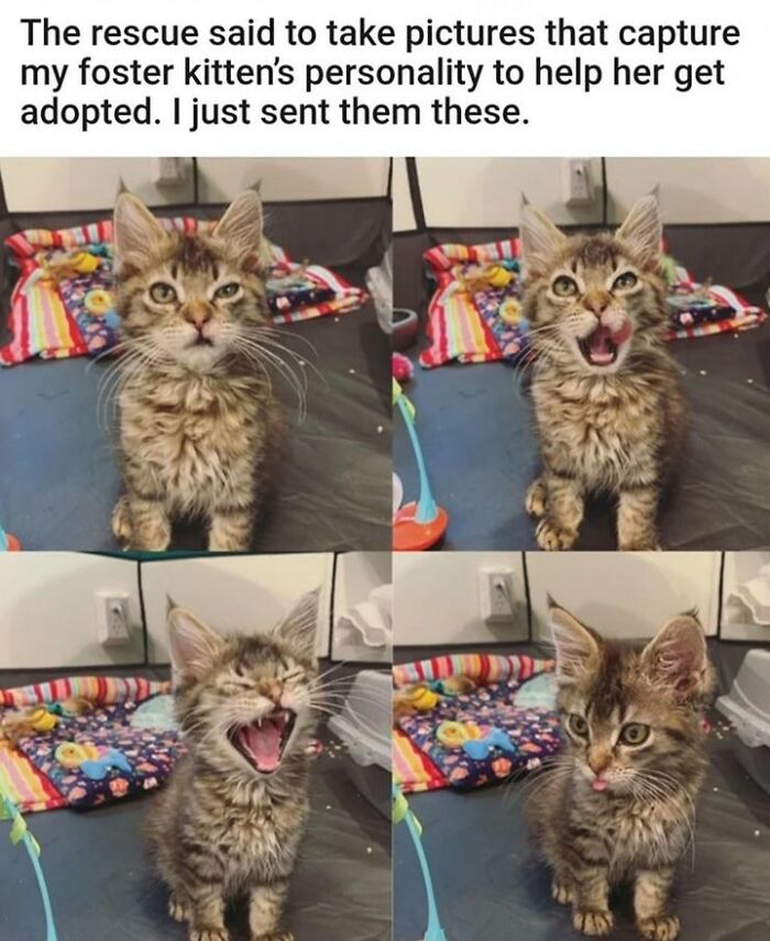 Funny cat memes: a four-panel image of a kitten making funny faces, ideal for sharing with friends.