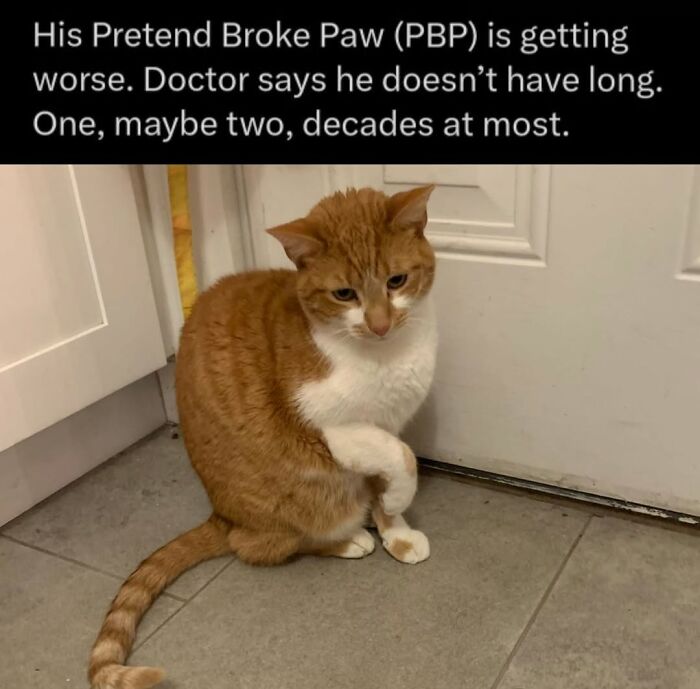 Funny cat memes: An orange and white cat sitting with one paw raised, pretending to have a broken paw.