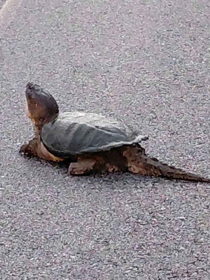 Close-up of a wildlife turtle crossing a textured road
