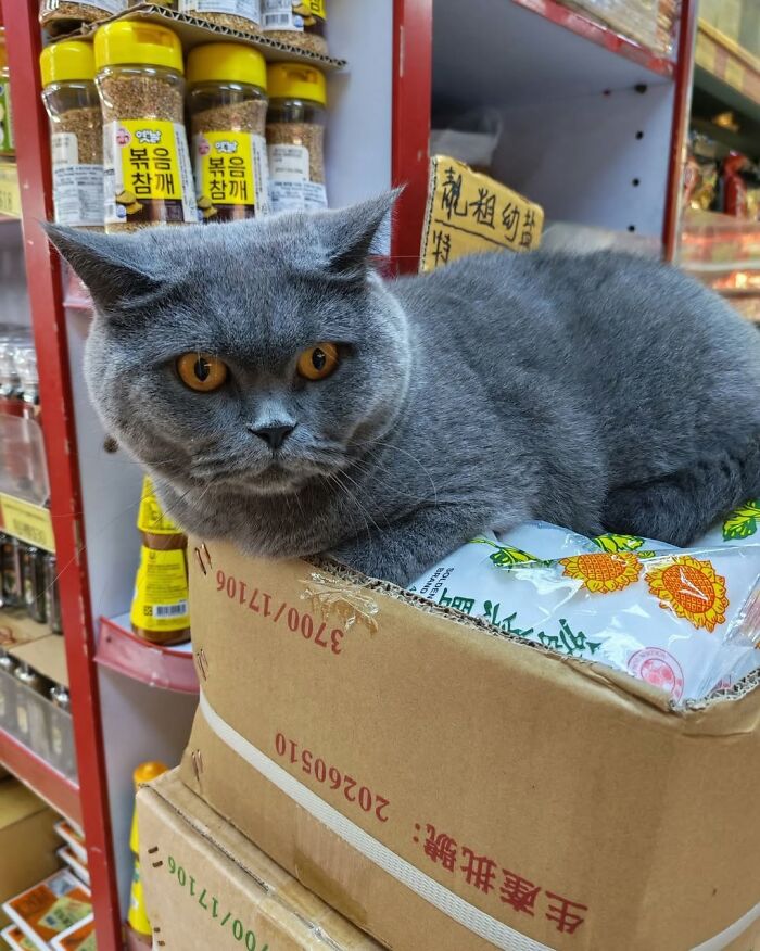 Hilarious cats at work: A serious grey cat with orange eyes sits on a box of packaged goods in a store aisle.