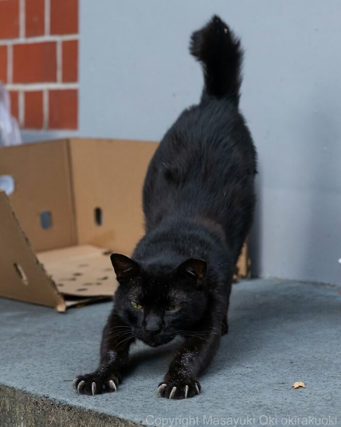 A black cat stretches on a city sidewalk next to a cardboard box, showcasing its claws, a photo by Masayuki Oki.