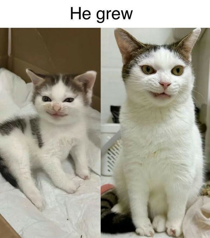 Funny cat meme showing a kitten growing into a larger cat, sharing funny cat memes.