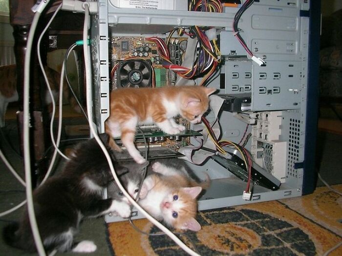 Hilarious cats at work: Three kittens playing inside a computer tower with wires and components visible.