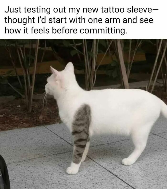 Funny cat memes: a white cat with a grey striped pattern on one leg, resembling a tattoo sleeve.