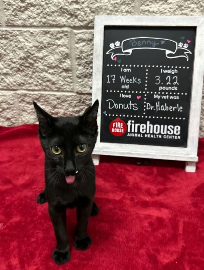 A small black cat with its tongue out, next to a chalkboard detailing its stats at a vet clinic appointment.
