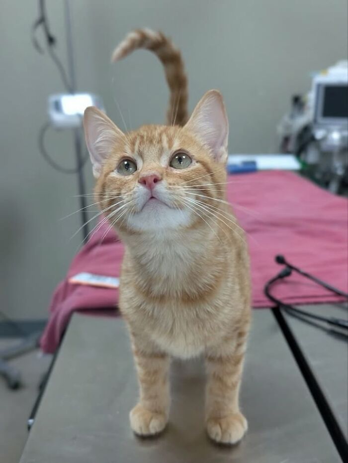 An orange cat standing confidently on an examination table at a vet clinic, ready for its appointment.