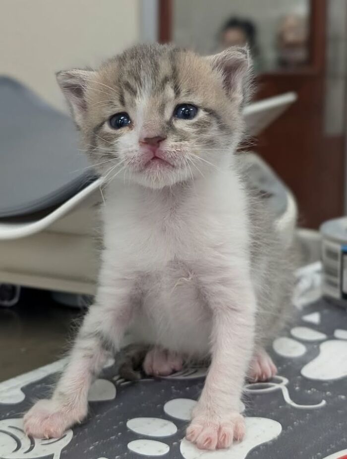 A tiny kitten at a vet clinic, looking adorable during an appointment.