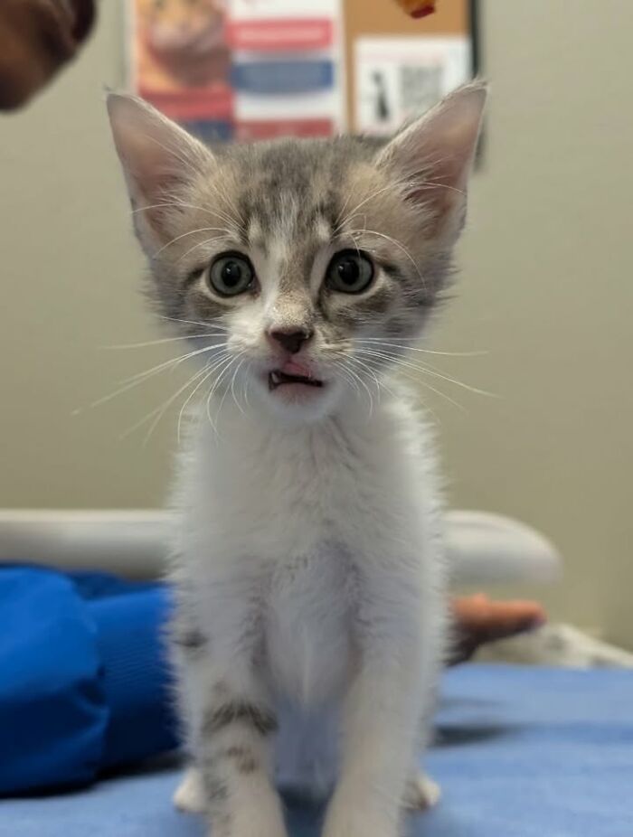 Funny cat reactions during vet clinic appointments, a kitten with a funny expression during an appointment.