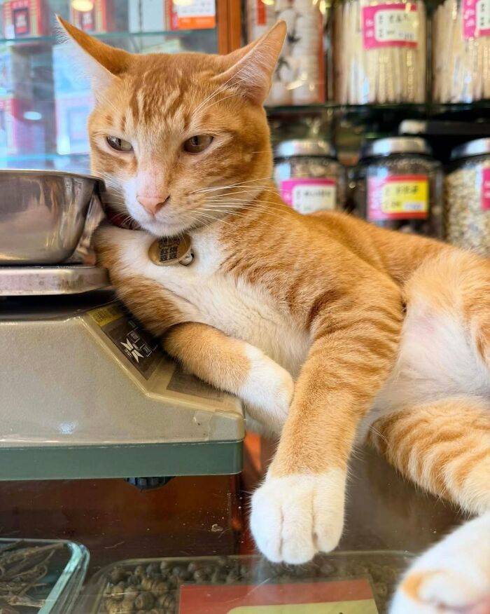 A hilarious orange cat lounges on a scale, taking its career very seriously.