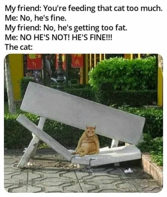 Funny cat memes: a very fat cat sitting on a broken bench, illustrating overfeeding.