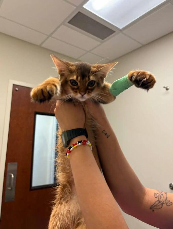 Funny cat reactions during vet clinic appointments, a vet holding an orange cat with a bandaged paw.