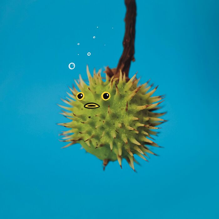 A playful illustration of a spiky green chestnut shell transformed into a pufferfish on a bright blue background