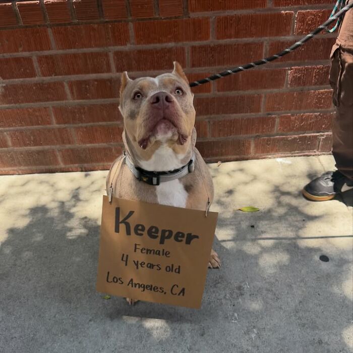 A tan and white dog with a sign reads, Keeper, female, 4 years old, Los Angeles, CA, for adoptable pups.