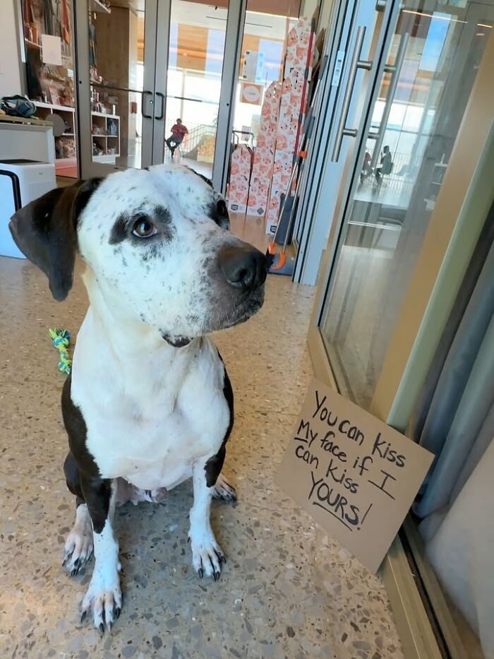 A white and black dog with a sign says, You can kiss my face if I can kiss yours!, for adoptable pups.