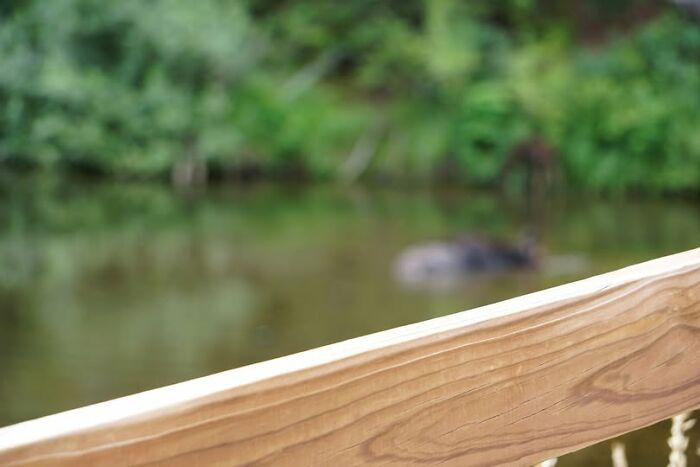 Blurry wildlife image with a wooden railing in foreground