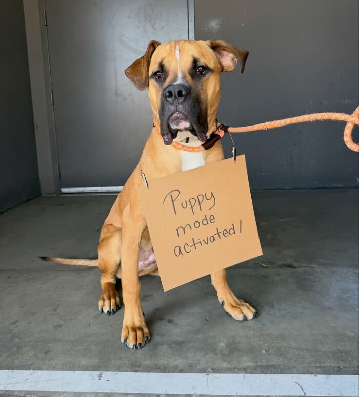 A tan dog with a sign reads, Puppy mode activated!, using cardboard messages to spotlight adoptable pups.