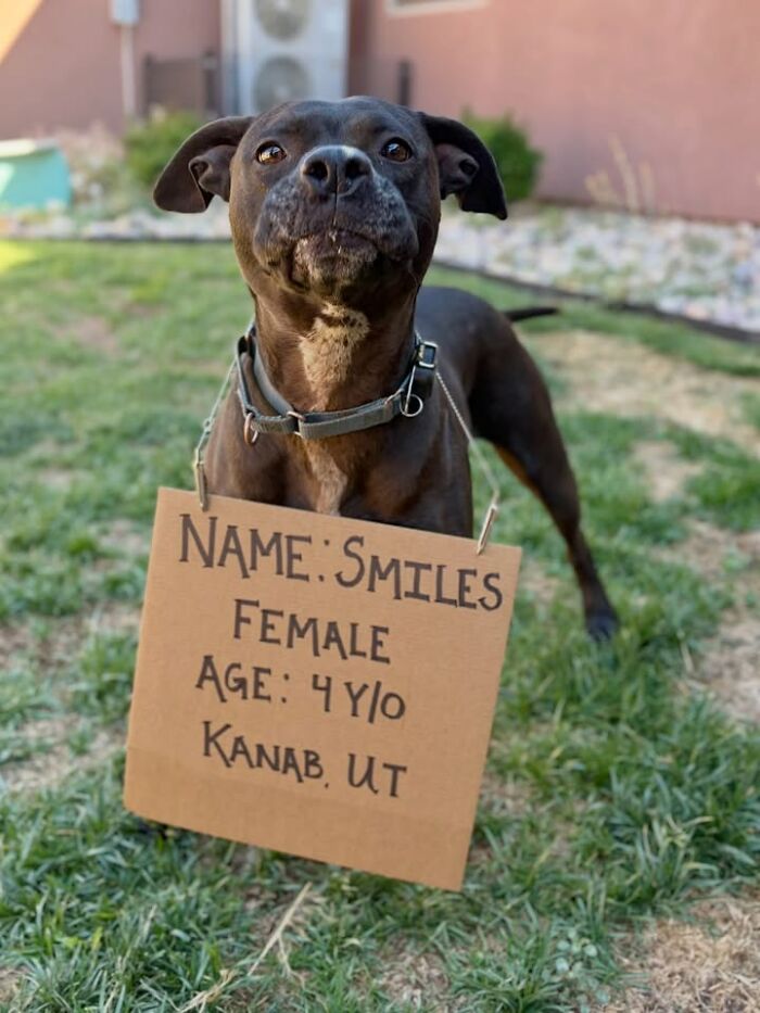 A black pit bull mix, named Smiles, wears a cardboard sign. This dog with sign message spotlights adoptable pups.
