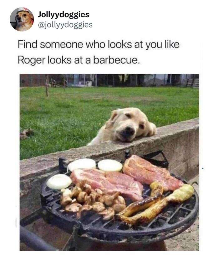 Relatable dog memes featuring a golden retriever staring longingly at a backyard barbecue.