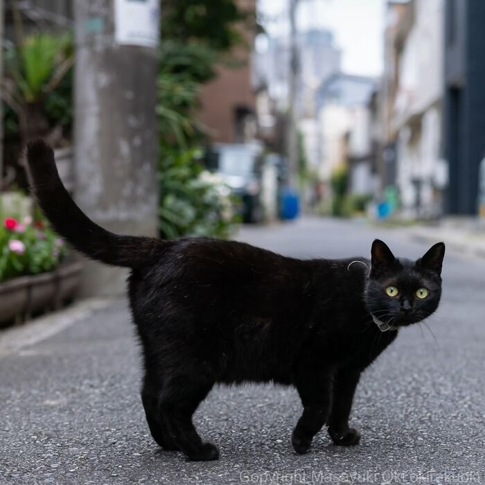 A sleek black cat with bright eyes stands on a city street, photographed by Masayuki Oki.