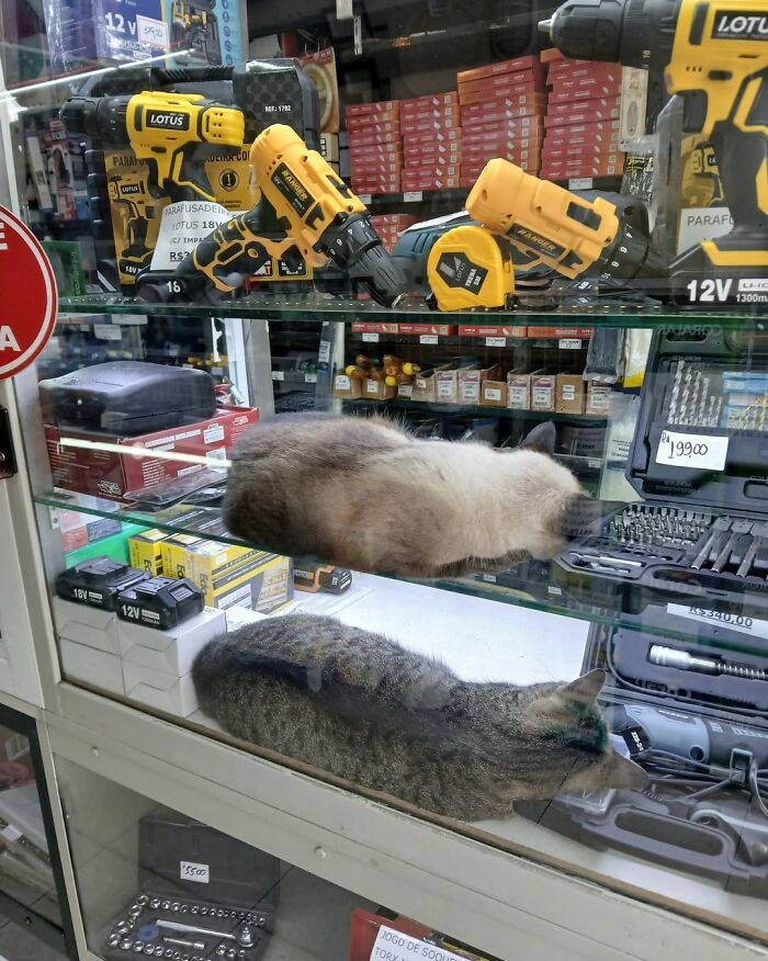 Two hilarious cats nap on a shelf filled with power tools, taking their careers very seriously.