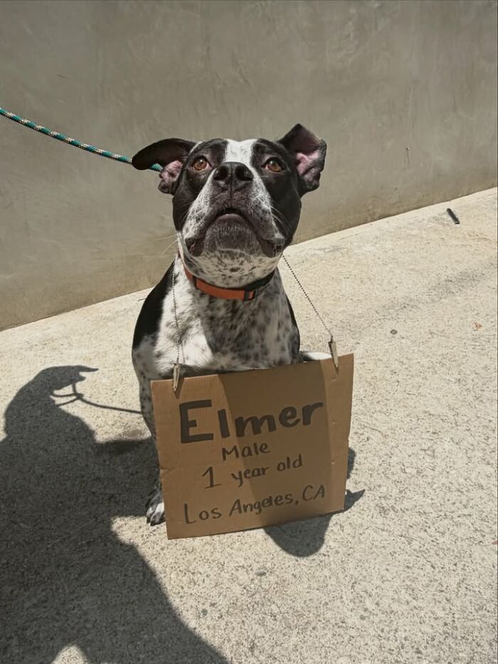 A black and white pit bull mix, named Elmer, sits with a cardboard message. This famous dog with sign spotlights adoptable pups.