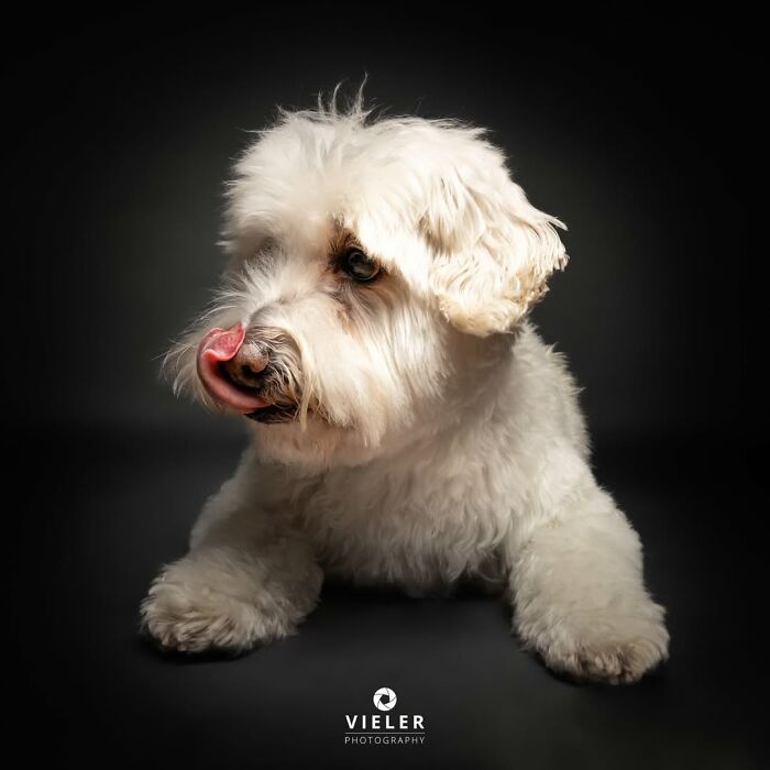 A white fluffy senior dog, photographed by Christian Vieler, licks its nose while celebrating love and loyalty.