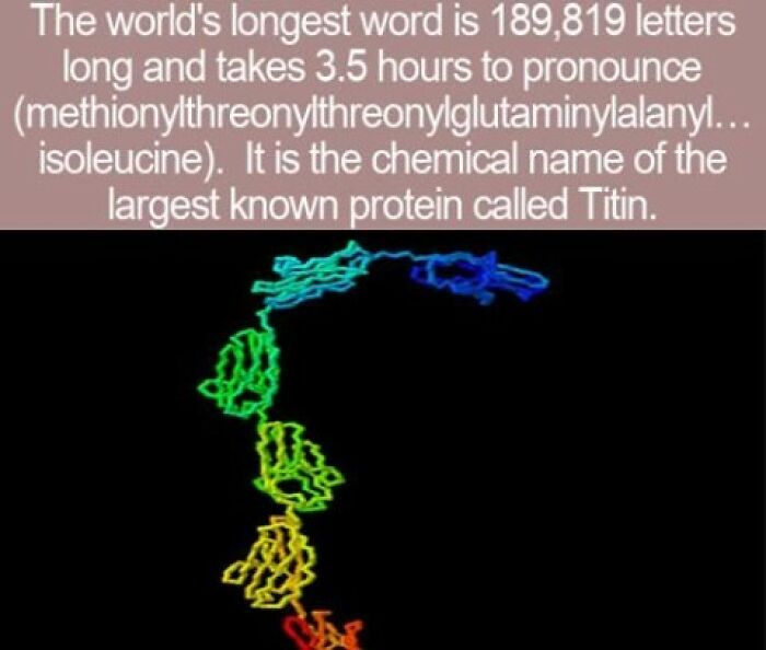 Interesting facts about the worlds longest word showing a colorful 3D molecular structure of the protein Titin