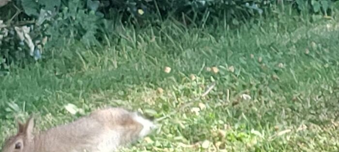 Wildlife photo showing a rabbit resting in the grass