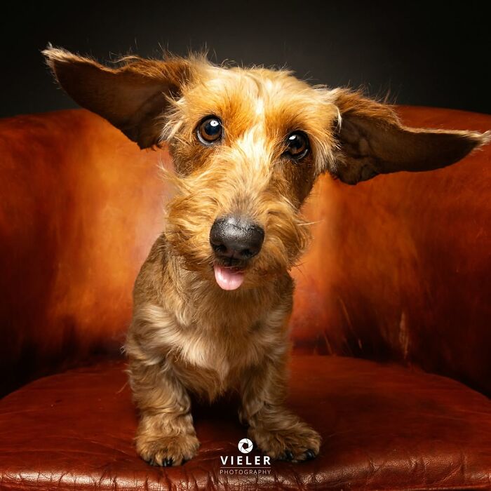 A scruffy brown senior dog with large, floppy ears sitting on a brown leather chair, tongue slightly out. Christian Vieler captures loyalty.