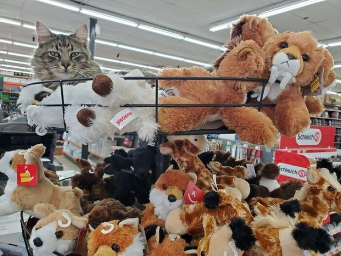 A hilarious cat peeks out from a basket of stuffed animals, taking its career very seriously.