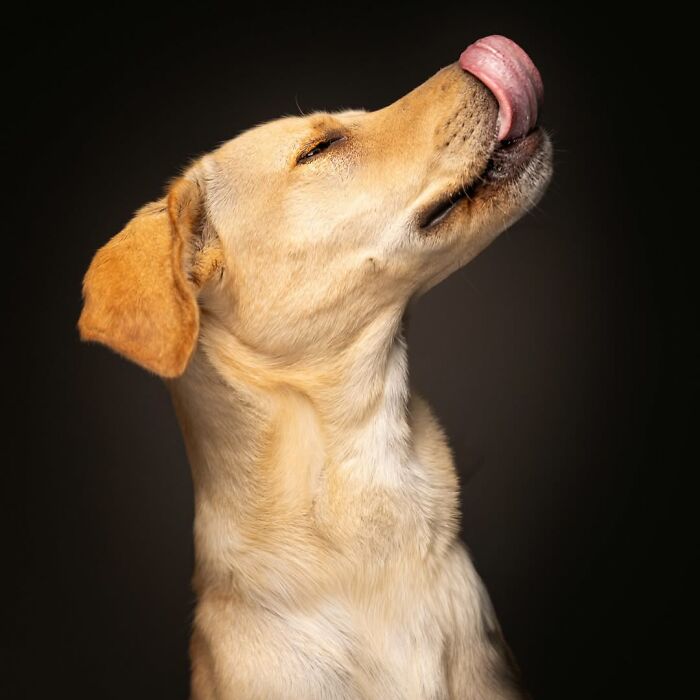 A golden senior Labrador dog looking upwards with its eyes closed, licking its nose. Christian Vieler captures love and loyalty.