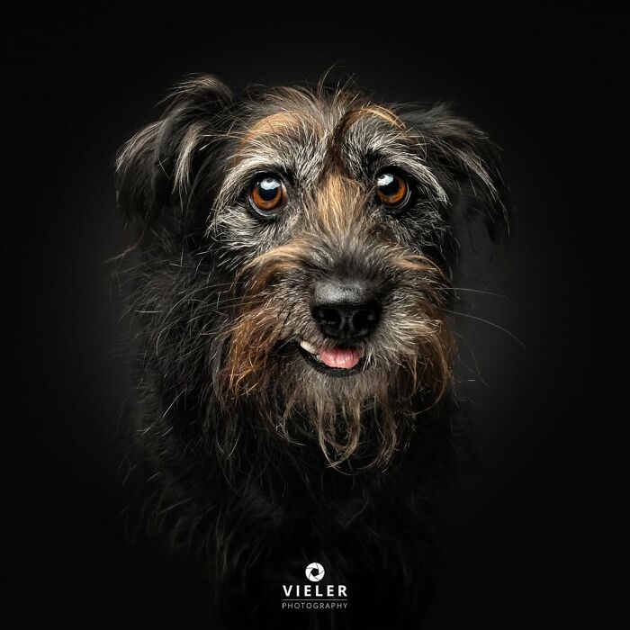 A shaggy, dark-colored senior dog with bright, expressive eyes looking directly at the camera. Christian Vieler captures loyalty.